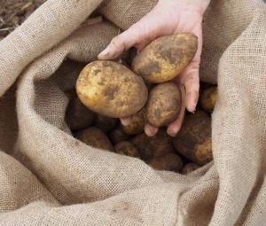 Kartoffelproduktion Mecklenburg-Vorpommern 2015