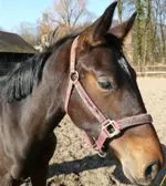 Kennzeichnung von Pferden und anderen Einhufern: Antrge richtig stellen