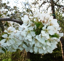 Kirschblte in Niedersachsen