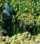 Knftig keine Einkommensteuerveranlagung mehr fr Saisonarbeitskrfte im Wein- und Gartenbau