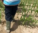Leittexte fr Azubis "Fachkraft Agrarservice": Bestellen eines Getreideschlags