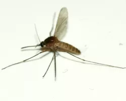 Malaria-Bertrger?
