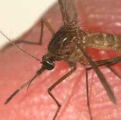 Malaria-bertragung