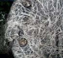 Mykorrhiza 