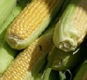 Natrliche Abwehrstrategien gegen gefhrliche Maisschdlinge