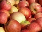 Neue Anstze in der Apfelforschung - eine aromatische Zukunft