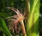 kolandbau: Sortenversuche liefern wichtige Grundlagen fr den Maisanbau