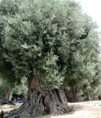 Olivenanbau in Italien