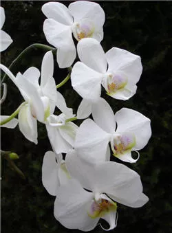 Orchideenschau auf der Insel Mainau