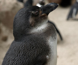 Pinguine auf Wanderschaft