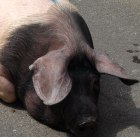 Qualittssicherung von Schweinefleisch beginnt bei der Auswahl der Genetik