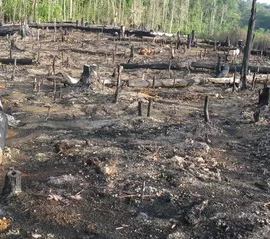 Regenwaldzerstrung Brasilien Flche