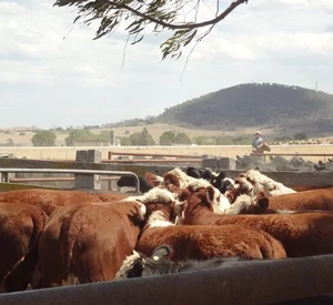 Rinder in Australien