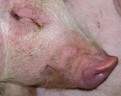 Salmonellen in Betrieben mit Zuchtschweinen weit verbreitet