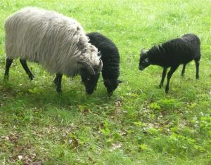 Schafhaltung in der Lneburger Heide