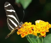 Schmetterlings-Zhlaktion 2023