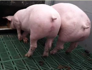 Schweine-Notierung