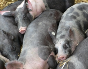 Schweine mit multiresistenten Keimen?