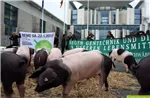 Schweine vor dem Kanzleramt