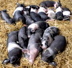 Schweinebestand in Mecklenburg-Vorpommern 2013