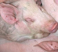 Schweinebestand in Thringen 2019