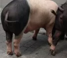 Schweinefleisch fr Rheumatiker tabu