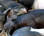 Schweinefleischproduktion