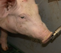 Schweinehaltung Dnemark