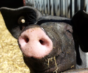 Schweinehaltung in Niedersachsen
