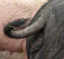 Schweinehaltung und Schweinezucht in Baden-Wrttemberg kann weiterhin mit der Untersttzung des Landes rechnen" 