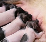 Schweinehaltung