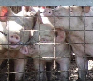 Schweinemarkt 2015