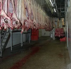 Schweinenotierung Juni 2015