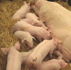 Schweineproduktion 2013