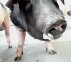 Schweineproduktion 