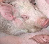 Schweineschlachtung