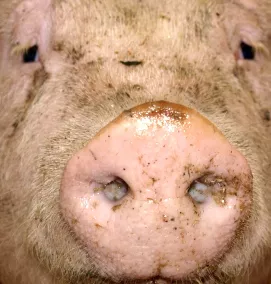 Schweineschlachtungen in Brandenburg 2016