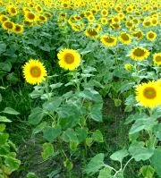 Sonnenblumen fr die Biogasanlage?