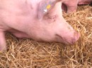 Subventionen fr Schweinefleischexporte in arme Lnder beenden
