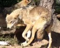 Thringer Umweltschtzer erwarten Wolfsansiedlung