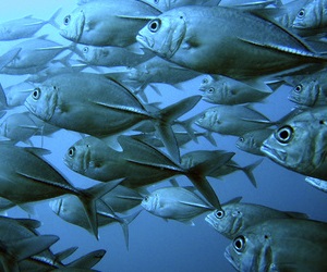 Thunfischbestnde