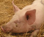 Tierschutz mit dem Einkaufskorb: Neues Tierschutzlabel soll bald umgesetzt werden
