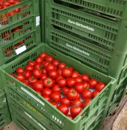 Tomatenknappheit Grobritannien