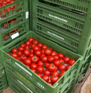 Tomatenproduktion 2022