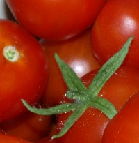 Tomatenproduktion Rumnien