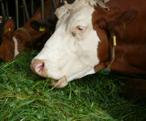 Treibhausgase aus dem Rinderstall