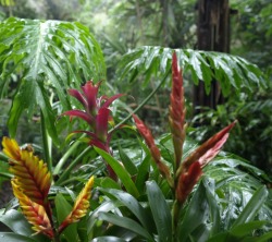 Tropische Pflanzen im Gewchshaus