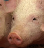 Umstrittenes Patent auf XXL-Schweine widerrufen