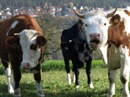 Urlaub auf dem Bauernhof in Bayern