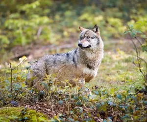 Verhaltensaufflliger Wolf?